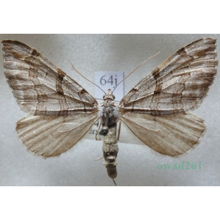 Aplocera plagiata (Linnaeus, 1758) Niekrocz dziurawczak Czech64j